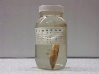 藏品(赤鯒)的圖片